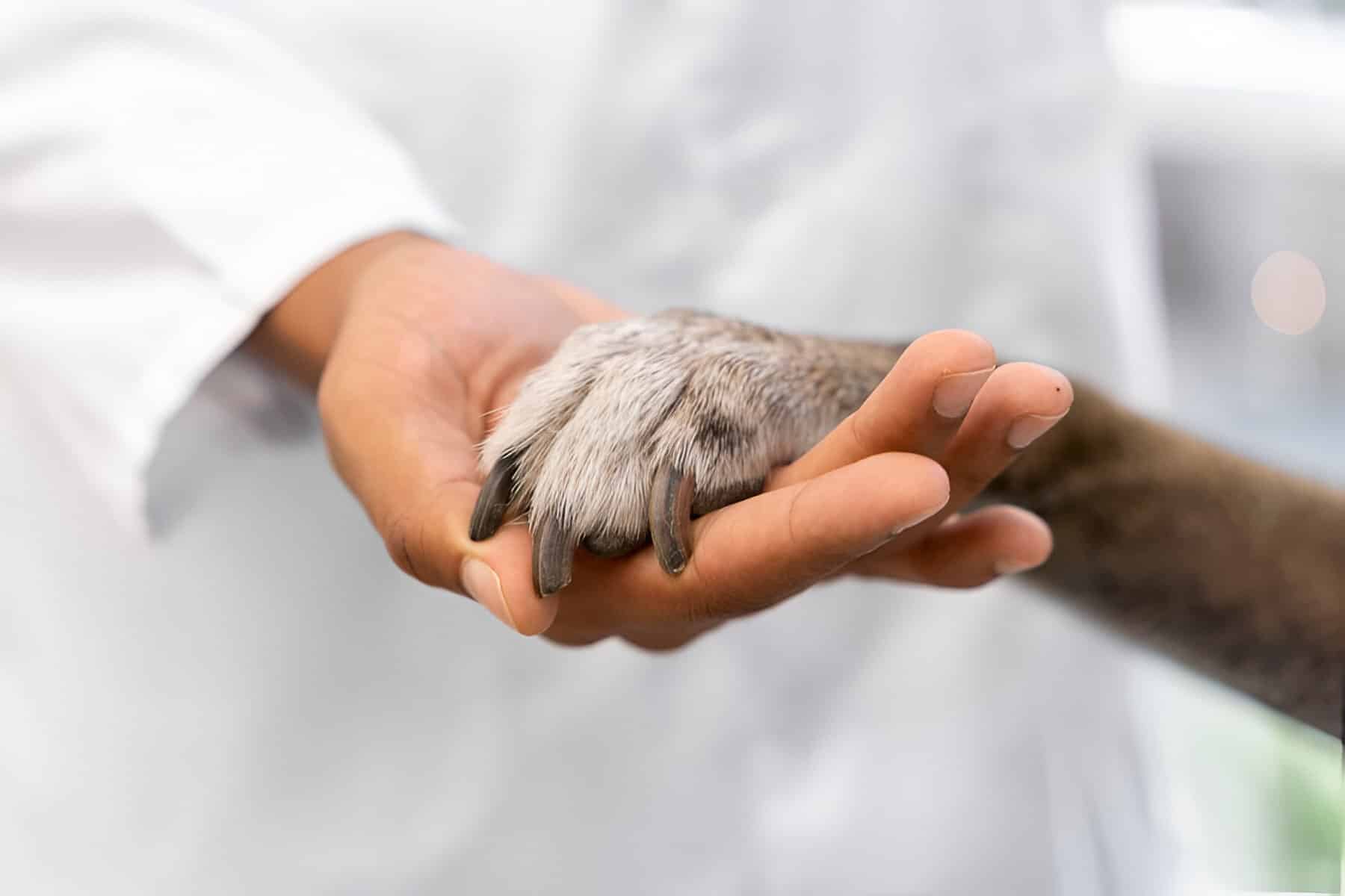 Médico segurando a pata de um cachorro - Unijorge Paralela/ Medicina Veterinária
